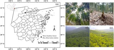 Full phenology cycle carbon flux dynamics and driving mechanism of Moso bamboo forest